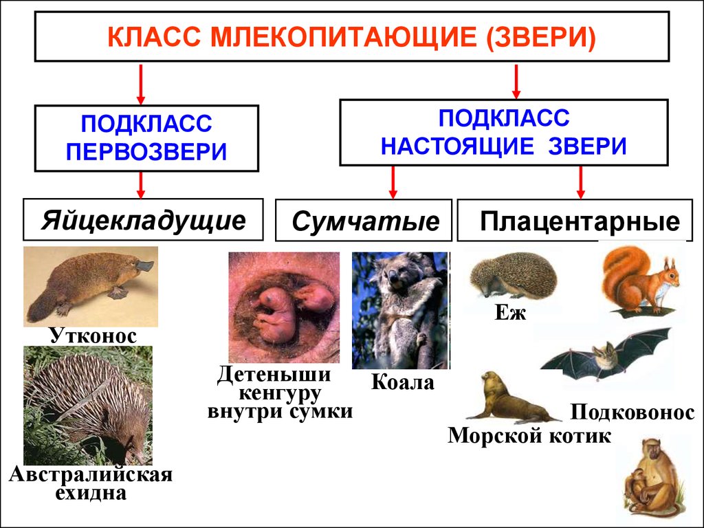 Высшие плацентарные звери презентация