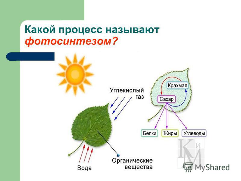 Органоиды принимающие участие в фотосинтезе. Фотосинтез 10 класс биология фотосинтез. Схема процесса фотосинтеза. Общая схема фотосинтеза 10 класс. Схема фотосинтеза 6 класс биология.