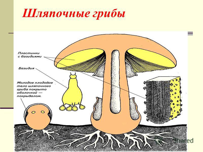 Шляпочные грибы. Мицелий шляпочного гриба. Шляпочные грибы грибница. Шляпочные грибы Шляпочные. Таллом шляпочного гриба.