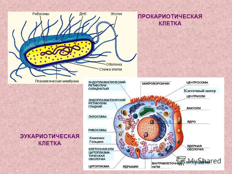 Клетка прокариот функции. Строение эукариотической клетки и прокариотической клетки. Схема строения прокариотической клетки и эукариотической клетки. Строение прокариотической и эукариотической клетки рисунок. Строение прокариотической и эукариотической клеток.