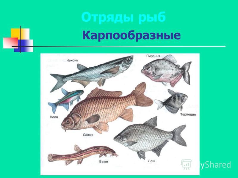 Класс рыбы картинки