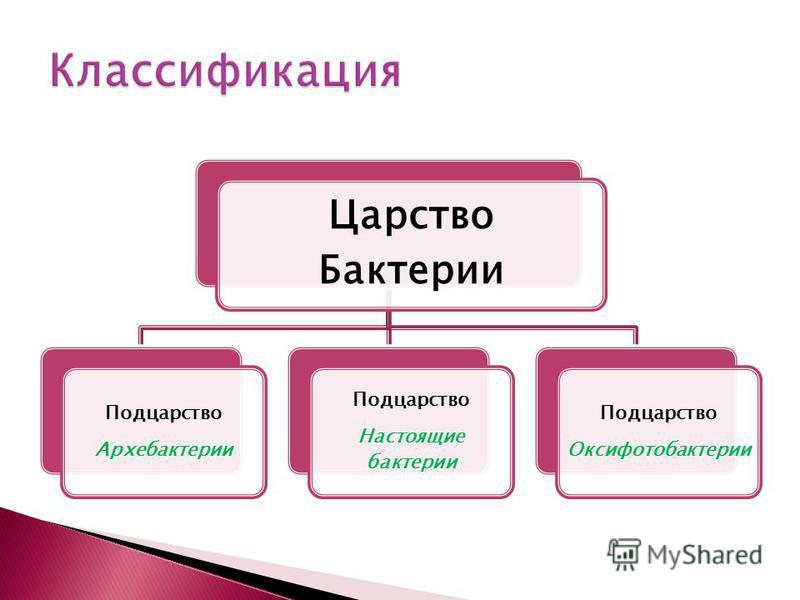 Классификация 5 класс