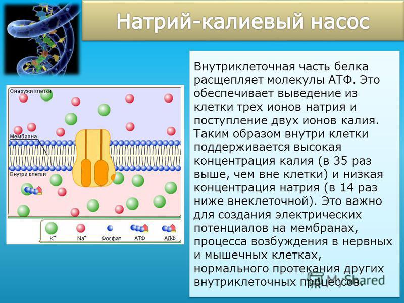 Внеклеточный катион. Мембрана клетки калийнатревый насос. Калий-натриевый насос в клетке. Калий внутри клетки. Внутри клетки высока концентрация.