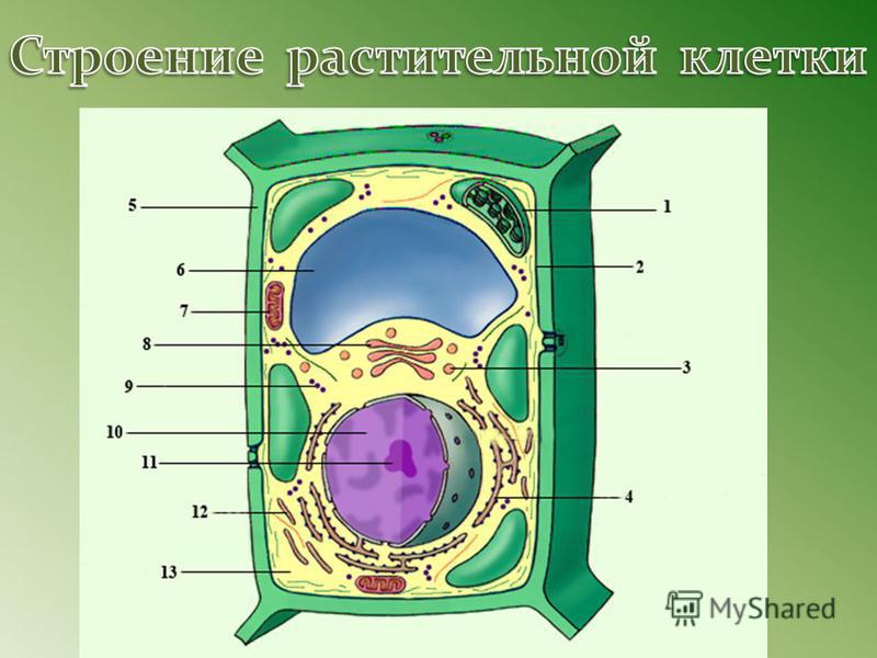 Растительная клетка строение рисунок без подписей