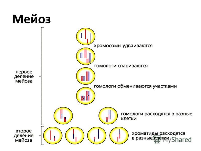 Схема процесса мейоза. Жизненный цикл клетки мейоз схема. Схема деления мейоза. Механизм мейоза кратко. Установите последовательность при мейотическом делении клетки