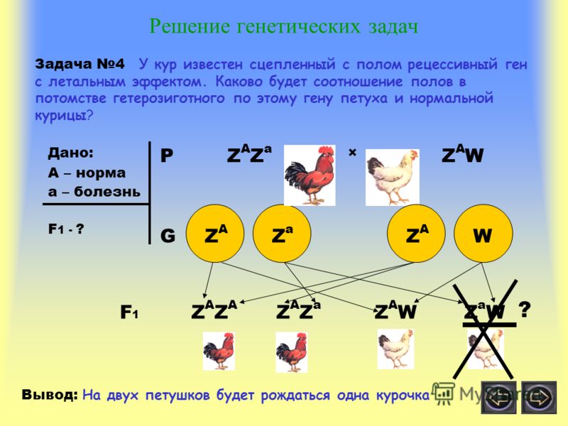 Используя данные схемы определите генотипы исходных растений если известно что в первом случае