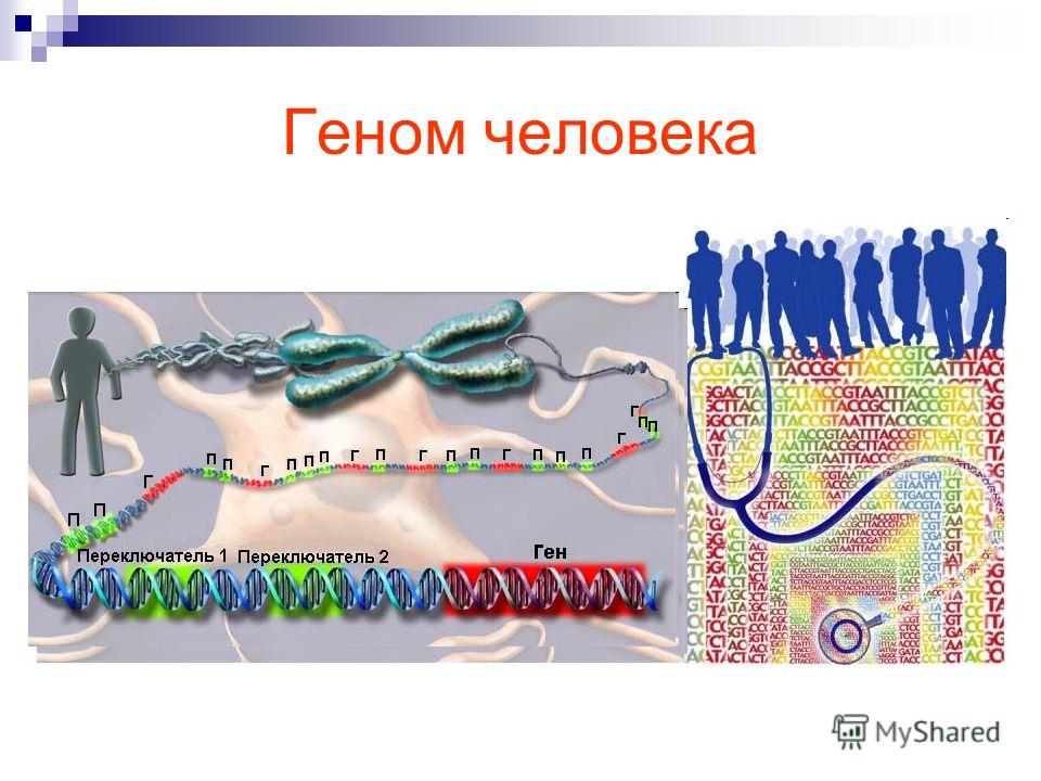 Где находится гена. Геном человека. Структура генома человека. Геном человека схема. Проект геном человека презентация.