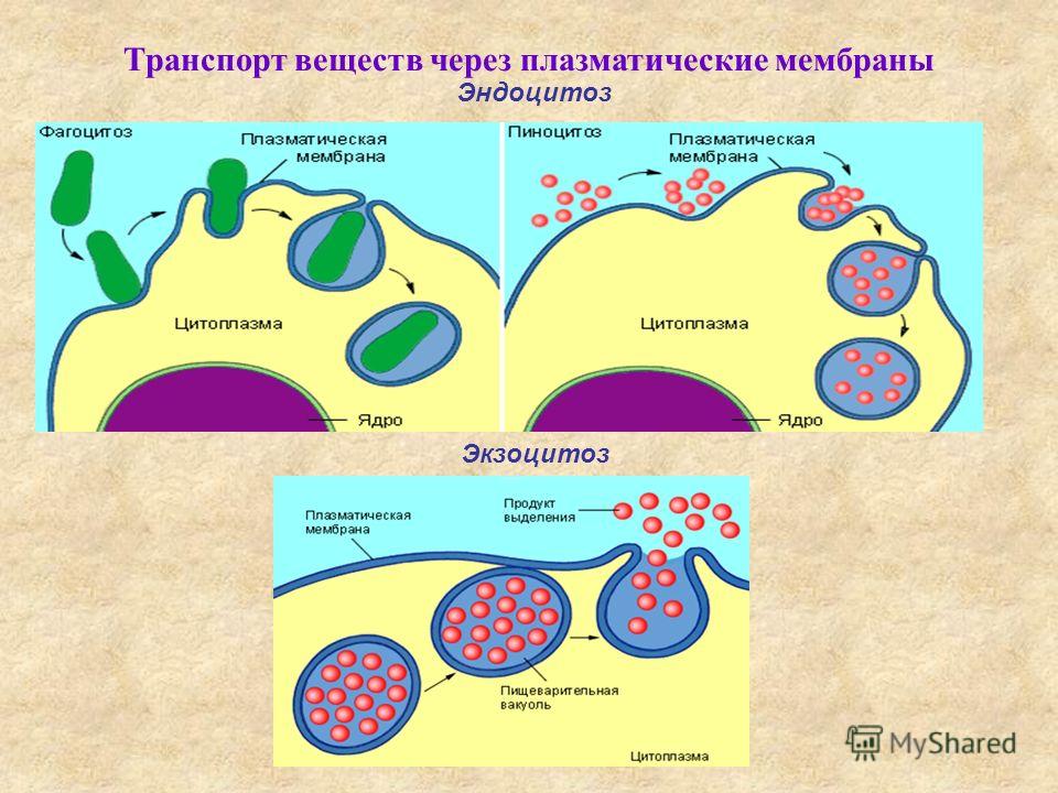 Клеточный транспорт. Экзоцитоз плазматической мембраны. Эндоцитоз б) экзоцитоз. Мембрана эгоцмтоз и фагоцитоз. Схемы транспорта веществ через клеточную мембрану.