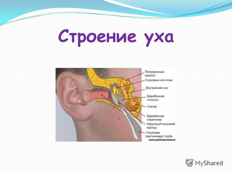 Книга в ухе слушать. Строение уха человека снаружи. Строение уха для детей дошкольников. Строение уха птиц.