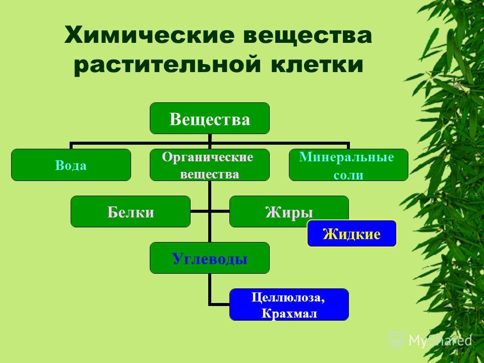 Биология химический состав клетки. Химический состав растительной клетки. Химический состав растений схема. Органические вещества растительной клетки. Химический состав клетки растений.