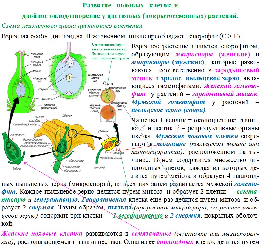 Цикл развития цветковых растений схема с описанием