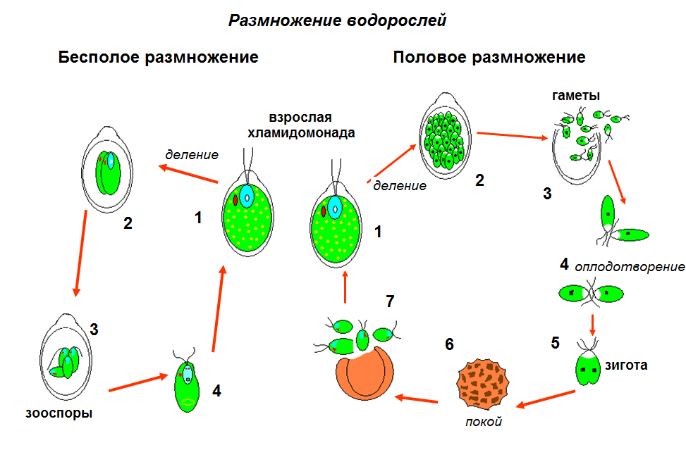 Развитие водорослей схема