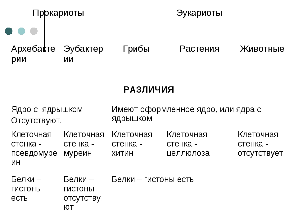 В мембранах эукариот ответ