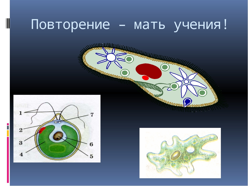 Различия в строении одноклеточных. Одноклеточные организмы. Одноклеточные организмы это в биологии. Одноклеточные простейшие примеры. Клетки одноклеточных животные.