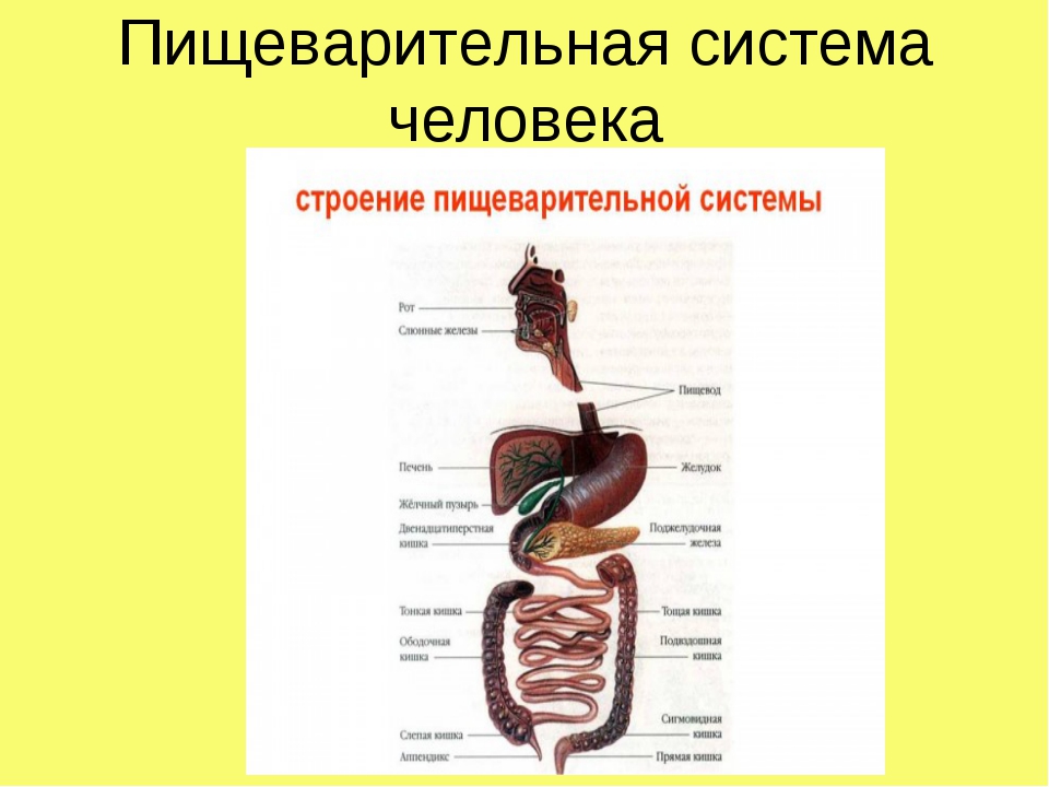 Пищеварительная система органы кратко. Анатомическое строение пищеварительной системы человека. Схема пищеварительной системы человека 8 класс. Внутреннее строение пищеварительной системы. Вспомогательные органы пищеварительной системы схема.
