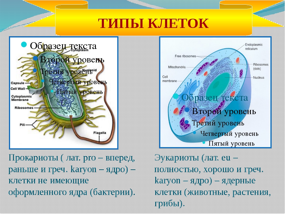 Клетки прокариот не имеют ядра. Строение клетки прокариот бактерии. Основные органеллы прокариот. Органоиды передвижения у клеток у прокариот. Функции органоидов прокариотической клетки.