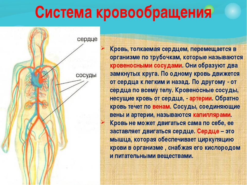 Укажите название органа кровеносной системы человека. Кровеносная система. Кровеносная система система человека. Кровеносная система человека 3 класс. Кровеносная система кровь.