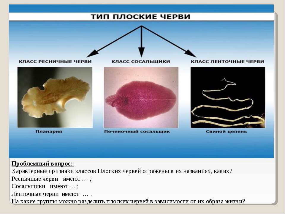 Признаки плоских. Тип плоских червей 7 класс биология. Таблица по биологии 7 класс Тип плоские черви класс плоских червей. Классификация Тип плоские черви 7 класс. Тип плоские черви 7 класс биология.