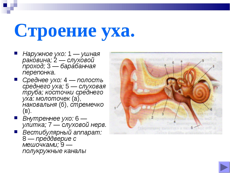 Внешняя ушная раковина. Анатомические структуры среднего уха. Среднее ухо анатомия строение. Строение уха среднее ухо. Строение среднего уха человека анатомия.