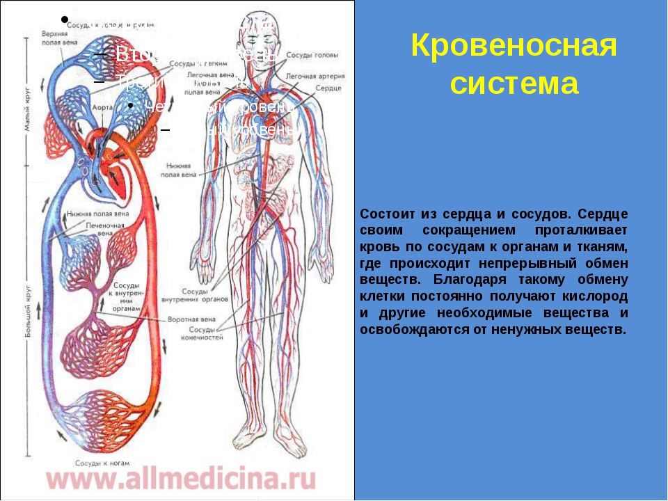 Назвать органы кровеносной системы. Кровеносная система организма человека строение и функции. Строение кровеносной системы человека схема. Органы кровеносной системы схема. Кровеносная система человека 3 класс окружающий мир схема.