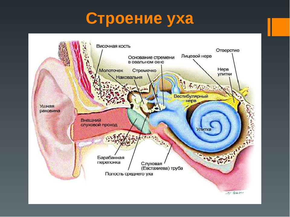 Внутреннее ухо человека расположено в кости. Структура уха человека схема. Схема внутреннего уха ушной раковины. Схема строения уха человека биология 8 класс. Внутреннее строение ушной раковины.