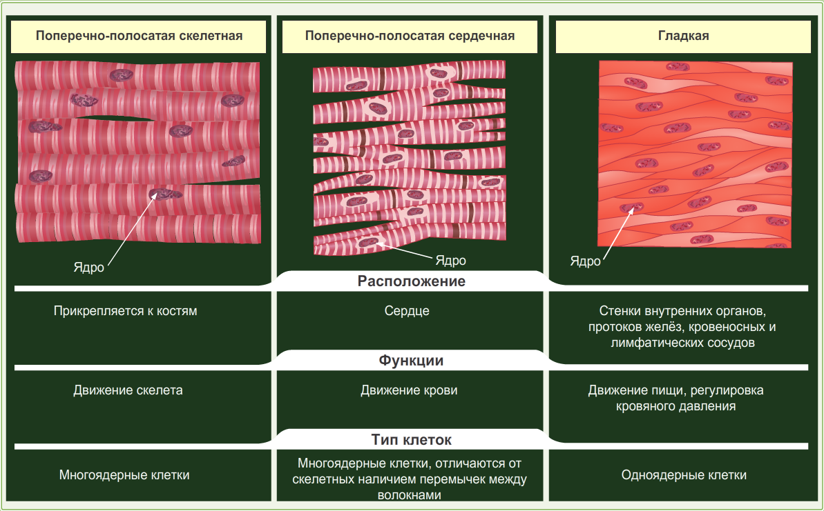 Биология тема ткани. Строение мышечной ткани 8 класс биология. Ткань сердечная поперечно полосатая биология 8 класс. Биология 8 класс мышечная ткань типы. Строение мышечной гладкой ткани биология 8 класс.