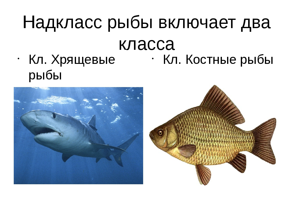 5 классов рыб. Хрящевые и костные рыбы. Хрещевве и кос Нуе Робы. Надкласс рыбы. Класс хрящевые и костные рыбы.