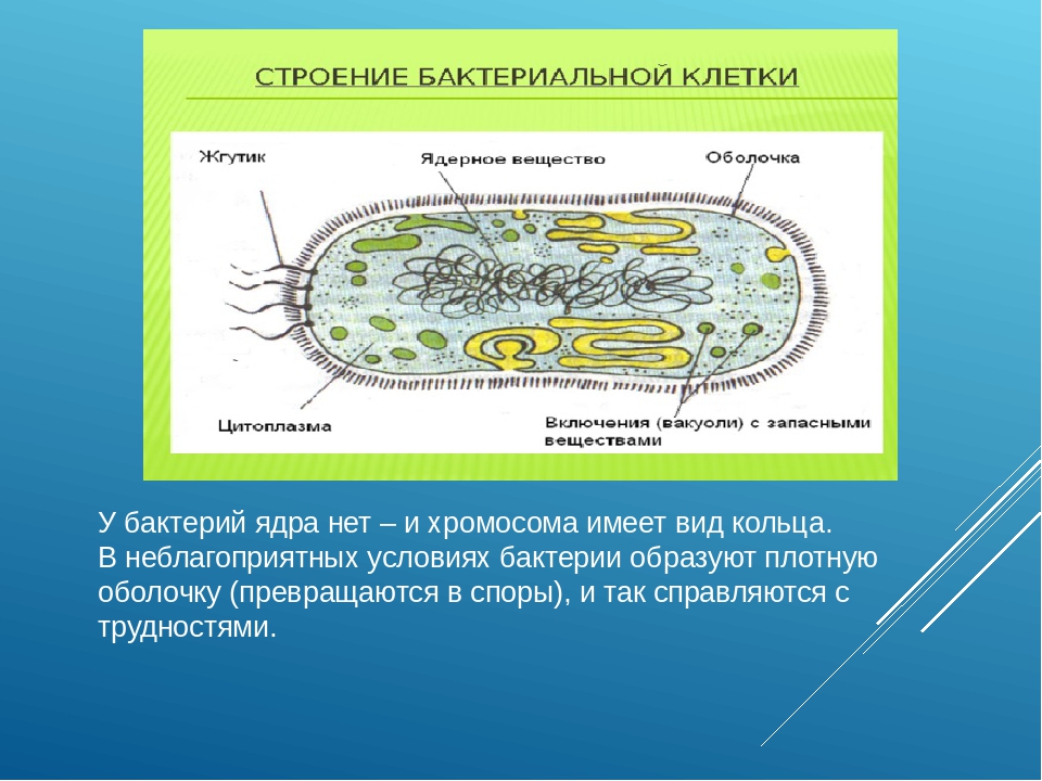 В клетках бактерий есть ядро. Строение бактерии. Клетка бактерии имеет ядро. У бактерий есть ядро. Ядро бактериальной клетки.