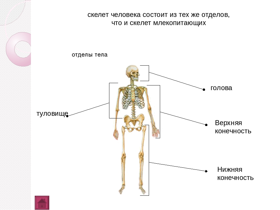 Сколько отделов скелета. Скелет человека отделы скелета. Скелет человека его отделы и функции. Скелет человека состоит из отделов. Скелет человека делится на отделы.
