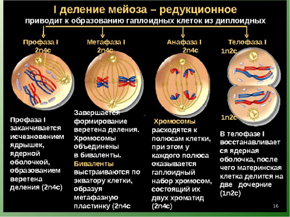 Образование четырех клеток образование однохроматидных хромосом