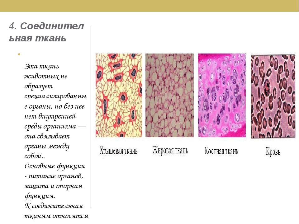 Какие органы входят в соединительную ткань. Ткани человека 8 класс биология. Соединительная ткань человека таблица. Ткани человека биология 8. Тип соединительной ткани биология 8.