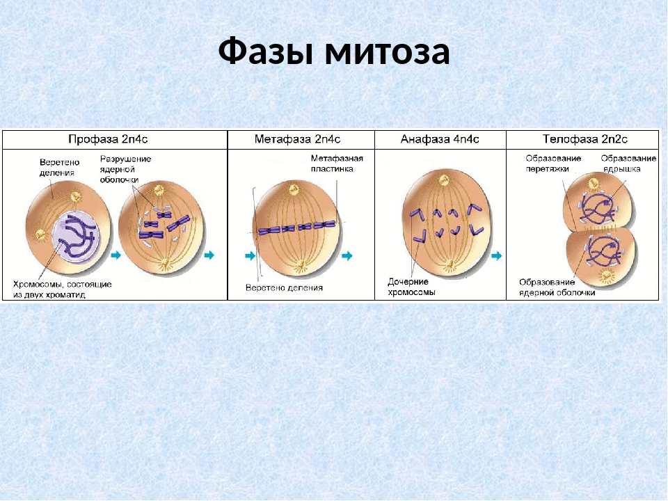Процесс деления клетки этапы. Схема митоза фаза и процесс. Фазы деления митоза рисунок. Фазы митоза таблица 10 класс биология. Таблица по биологии 10 класс деление клетки митоз.