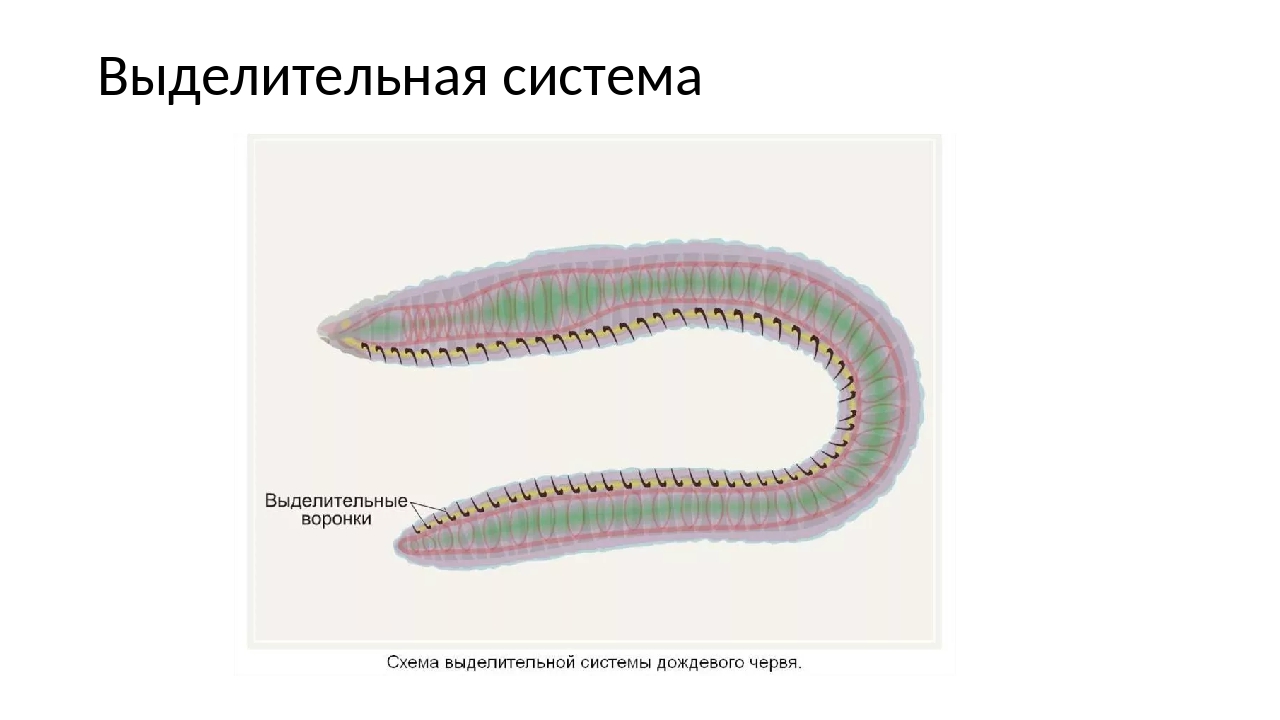 Выделение кольчатых червей