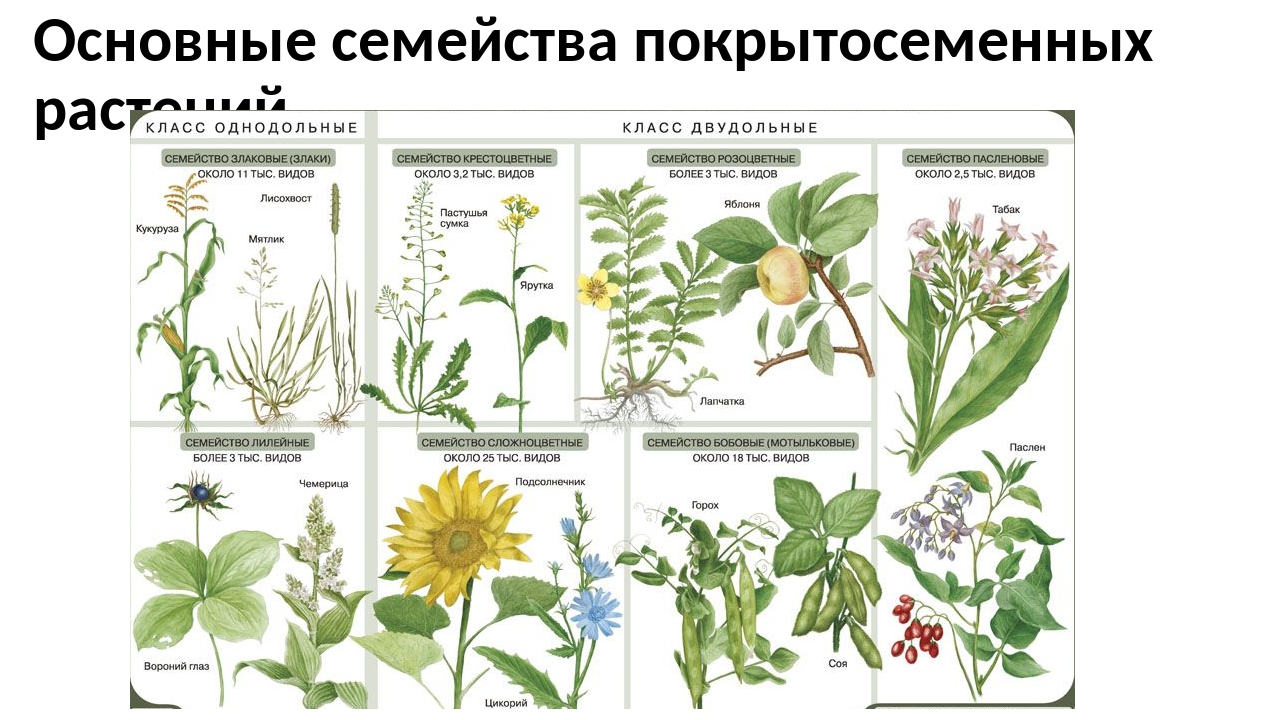 Семейства покрытосеменных цветковых растений