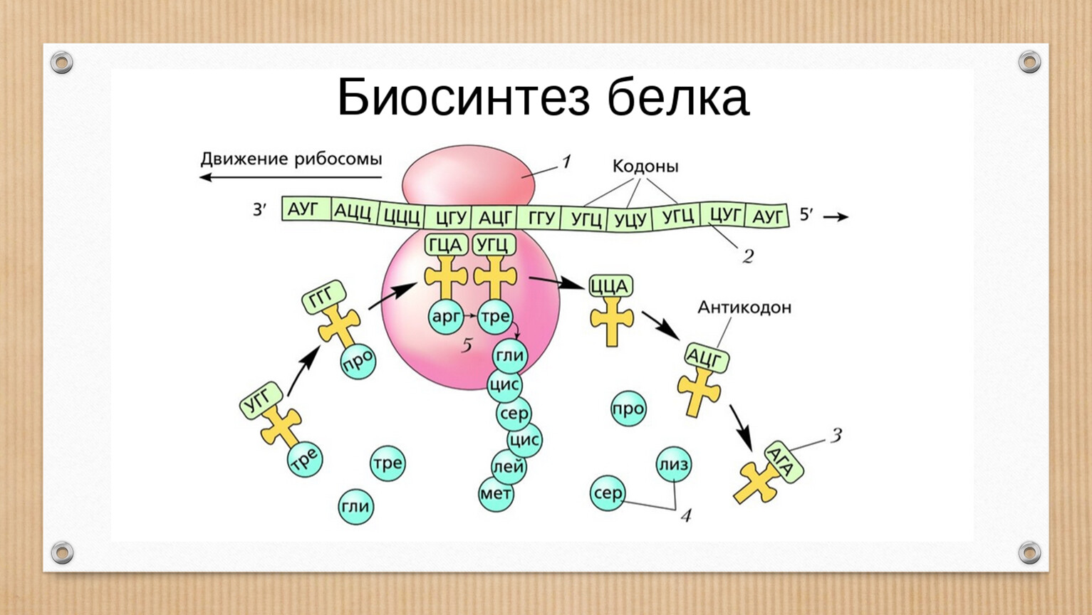 Биосинтез белка тест. Биосинтез белка схема 9 класс биология. Биосинтез белка в растительной клетке. Схема биосинтеза белка биология. Биосинтез белка ЯКЛАСС.