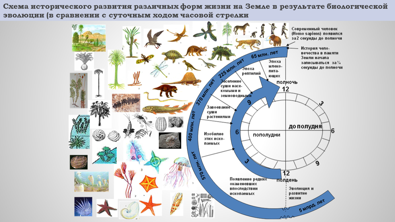 Основные этапы жизни на земле презентация