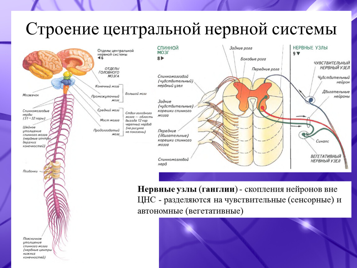 Презентация нервная система человека егэ