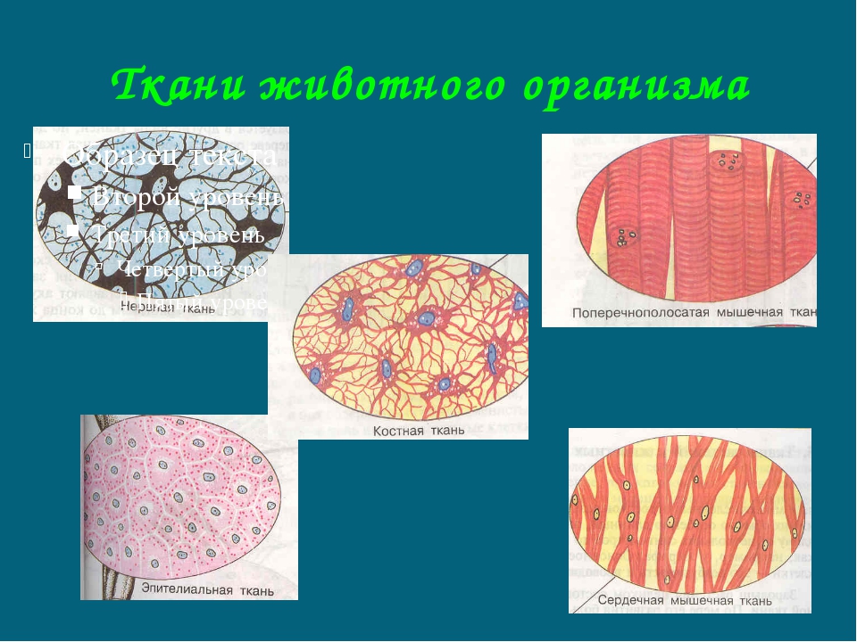 Живой тканью является. Ткани живы 5 класс биология. Ткани животных. Животные ткани. Строение тканей животных.