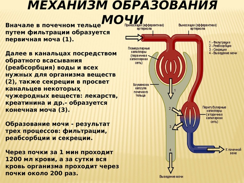 На рисунке 89 найдите органы мочевыделительной системы и проследите путь мочи от почек