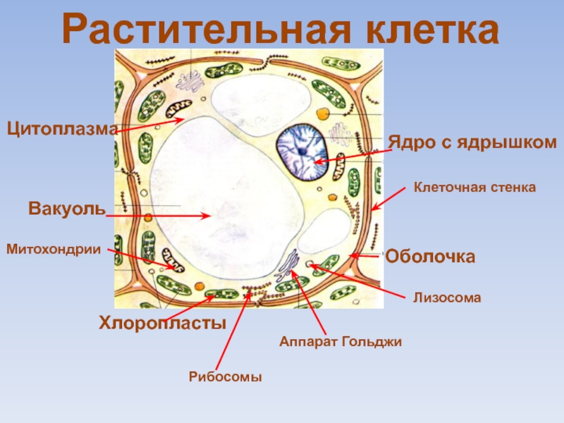 Вакуоль цитоплазму ядро. Функция клеточной стенки в растительной клетке. Аппарат Гольджи вакуоли. Клеточная стенка вакуоль. Клетка растений клеточная стенка вакуоли.