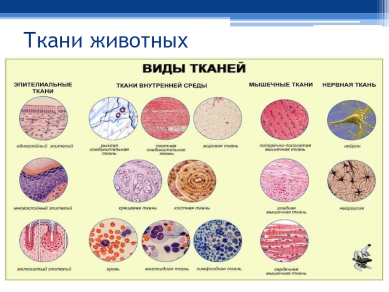 Особенности тканей биология. Таблица тканей по биологии 6 класс ткани животных. Типы тканей животных таблица 7 класс. Ткань животного в таблице 5 класс биология. Таблица типы тканей животных 7 класс биология.