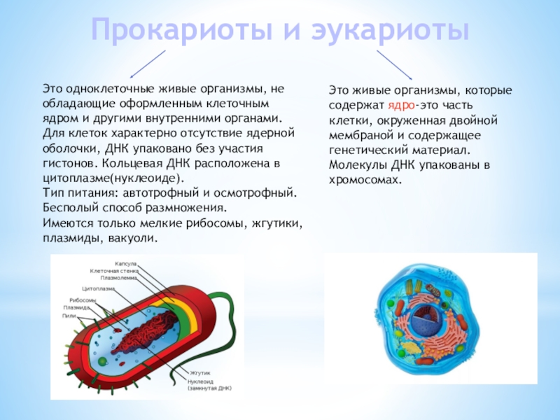 Прокариоты наличие ядер. Прокариоты и эукариоты. ДНК В прокариотической клетке. Клеточная оболочка прокариот. Клетки прокариот содержат.
