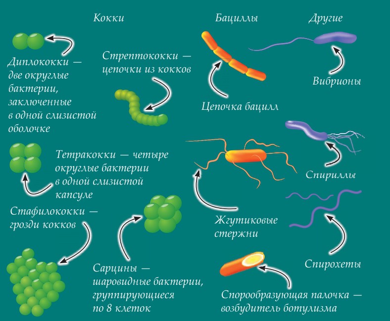 Проект бактерии 5 класс