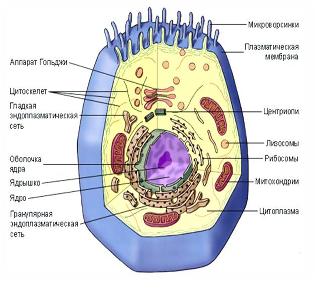 Эукариотических организмов имеется. Строение эукариотической клетки животного. Строение эукариотической клетки структура клетки. Схема строения эукариотической клетки. Строение животной клетки эукариот.