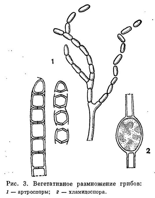 Процесс почкования каких низших грибов изображен на рисунке