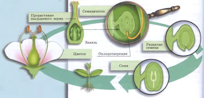 Покрытосеменные растения фото с названиями