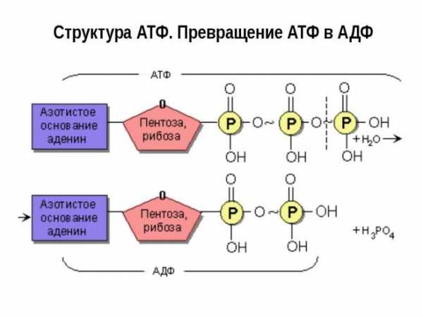 Атф тотачи для акпп