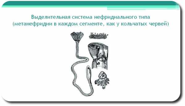 Нефридии ланцетника рисунок