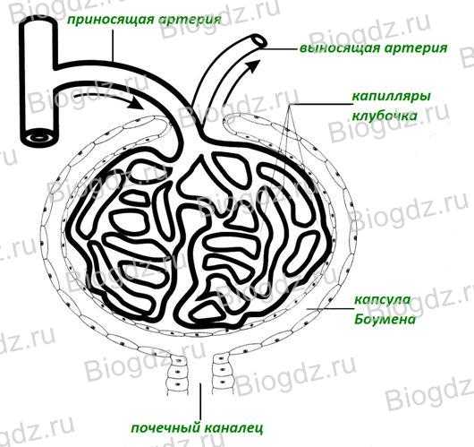 Что входит в состав изображенной на рисунке структуры выделительной системы человека