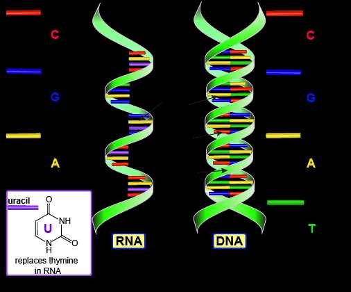 Схема ДНК пиксели.